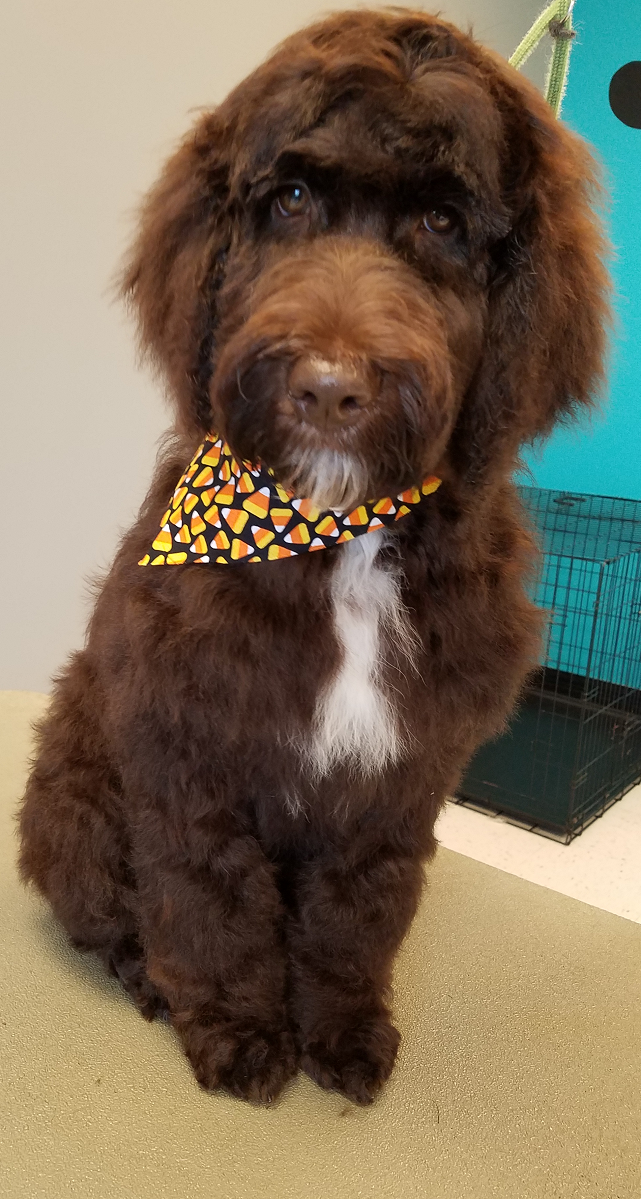 Gallery Grooming By Jessica